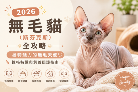 2026無毛貓（斯芬克斯）全攻略：獨特魅力、性格特徵與飼養照護指南