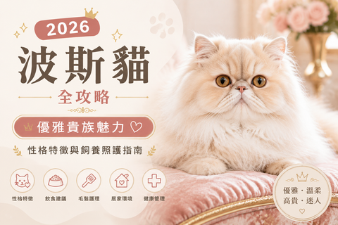 2026波斯貓全攻略：優雅貴族魅力、性格特徵與飼養照護指南