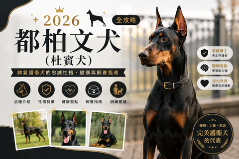 2026 都柏文犬（杜賓犬）全攻略：帥氣護衛犬的忠誠性格、健康與飼養指南