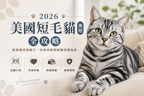 2026 美國短毛貓（美短）全攻略：經典銀虎斑魅力、性格特徵與飼養照護指南
