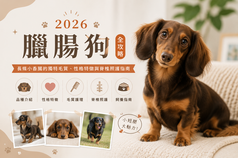 2026 臘腸狗全攻略：長條小香腸的獨特毛質、性格特徵與脊椎照護指南
