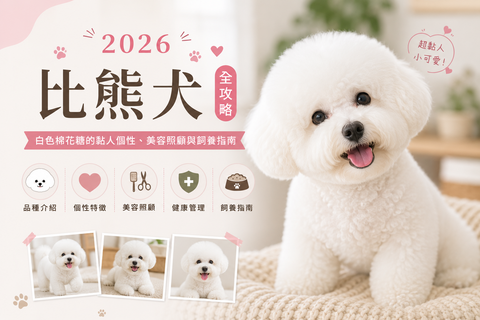 2026 比熊犬全攻略：白色棉花糖的黏人個性、美容照顧與飼養指南