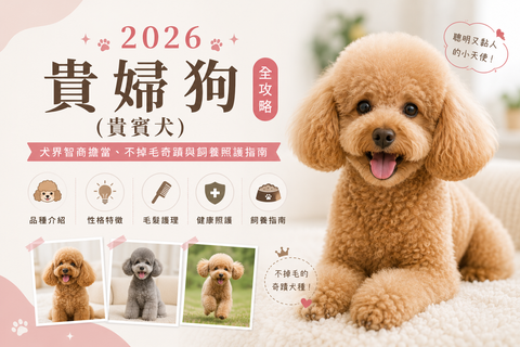 2026 貴婦狗（貴賓犬）全攻略：犬界智商擔當、不掉毛奇蹟與飼養照護指南