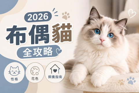 2026 布偶貓全攻略：性格、花色、飼養指南與常見問題