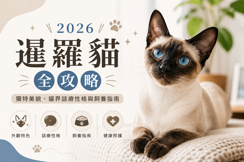 2026 暹羅貓全攻略：獨特美貌、貓界話癆性格與飼養指南