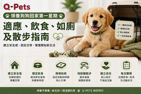 領養狗狗回家第一星期：適應、飲食、如廁及散步指南