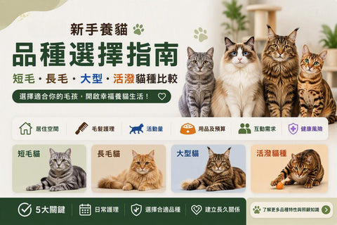 新手養貓品種選擇指南，展示短毛貓、長毛貓、大型貓及活潑貓種