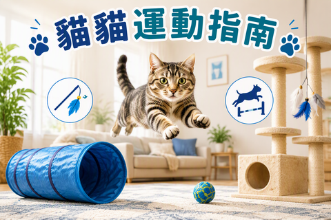 貓貓運動指南：虎斑貓在室內追逐玩具，配有逗貓棒、貓隧道及貓爬架等室內貓運動用品。