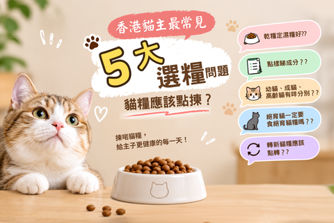 香港貓主最常見5大選糧問題｜貓糧應該點揀？