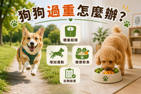 狗狗過重怎麼辦？狗狗減肥指南封面圖，左側狗狗在戶外公園跑步運動，右側狗狗進食健康食物，包含體重超標、增加運動、健康飲食及定期檢查等體重管理重點