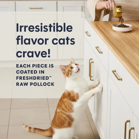 Instinct: Grain-Free Chicken Cat Food for Kittens